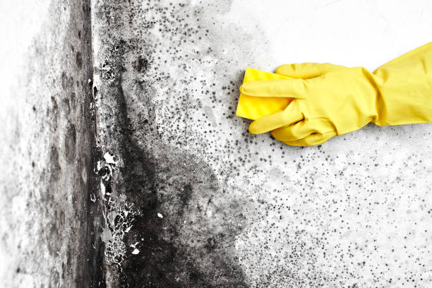 Best Mold Removal for HVAC Installations  in Taylorsville, KY